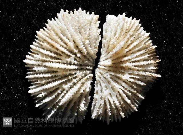 菌杯珊瑚之一種藏品圖，第2張