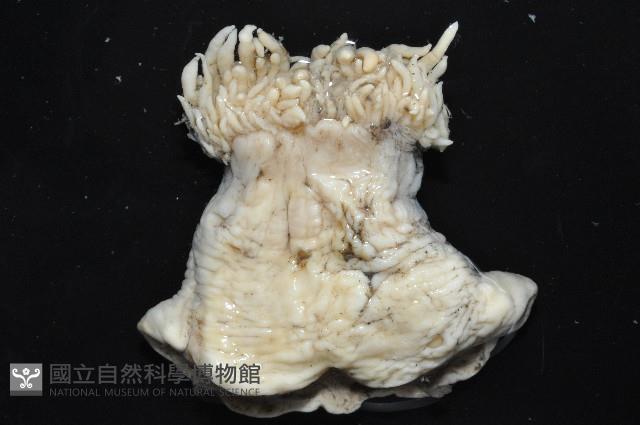 豹紋海葵(暫譯)藏品圖，第2張