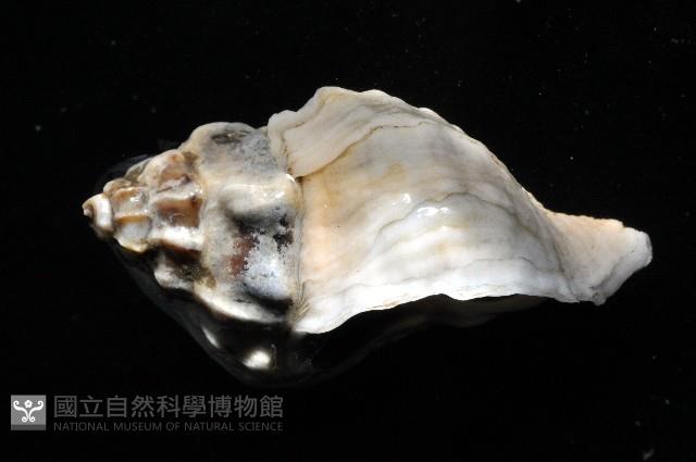 芭蕉螺之一種藏品圖，第2張