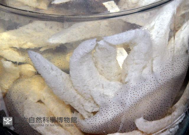 端鞭水母藏品圖，第2張