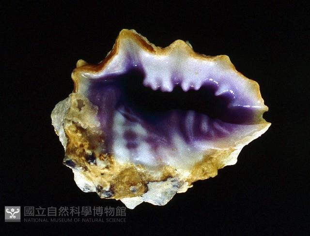 紫口岩螺藏品圖，第2張
