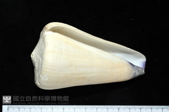 玉女芋螺藏品圖，第2張