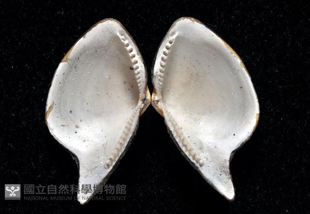 深淵馬刺蛤藏品圖，第2張