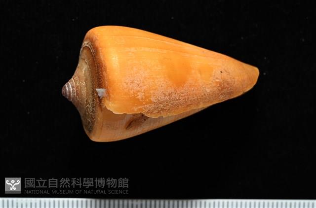 蠟黃芋螺藏品圖，第2張