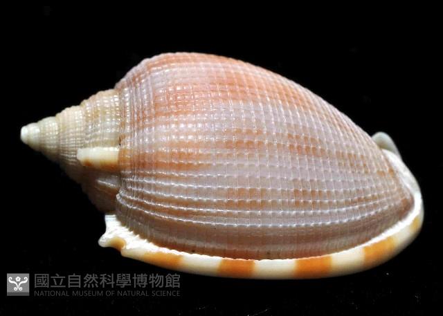 布紋鬘螺藏品圖，第2張