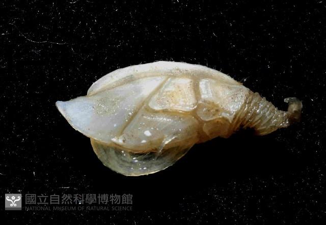 繁毛阿南鎧茗荷藏品圖，第2張