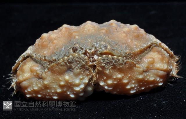 肝葉饅頭蟹藏品圖，第2張