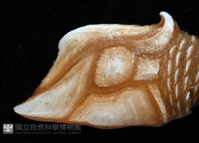 司氏鎧茗荷藏品圖，第2張
