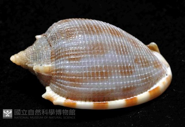 布紋鬘螺藏品圖，第2張