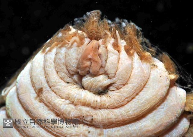 黃海毛蟲藏品圖，第2張