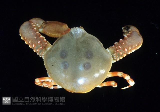 單齒玉蟹藏品圖，第2張