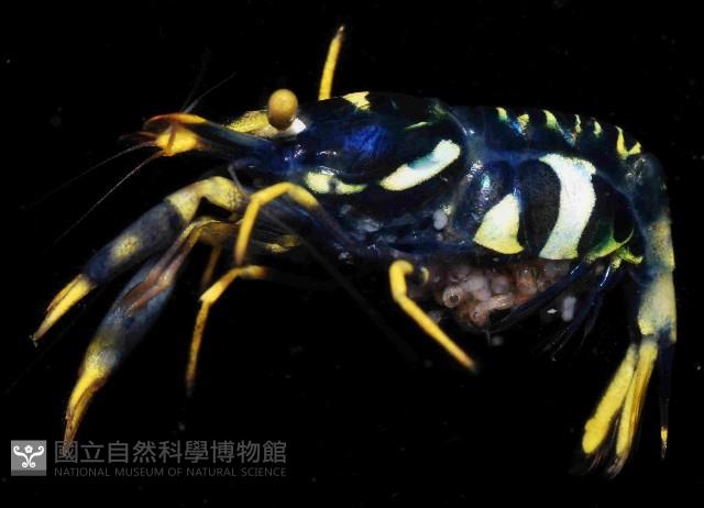 海羊齒共生長臂蝦之一種藏品圖，第2張