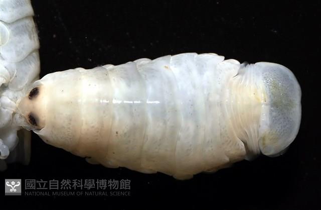 未知種縮頭水虱藏品圖，第2張