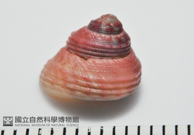 光華蠑螺藏品圖，第2張