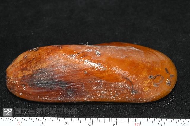 平端深海殼菜蛤藏品圖，第2張