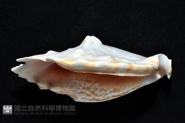 紫袖鳳凰螺藏品圖，第2張