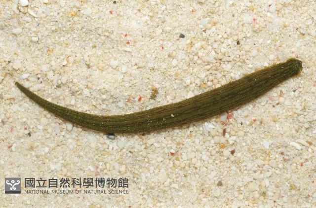 光潤金線蛭藏品圖，第2張