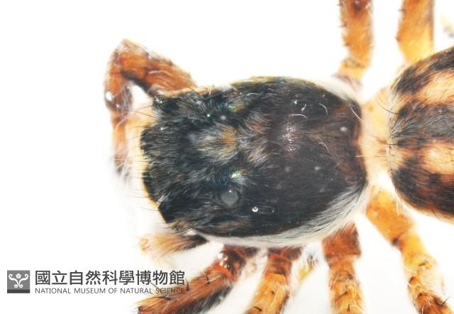 雙帶扁蠅虎藏品圖，第2張