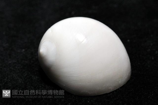 臍孔白玉螺藏品圖，第2張