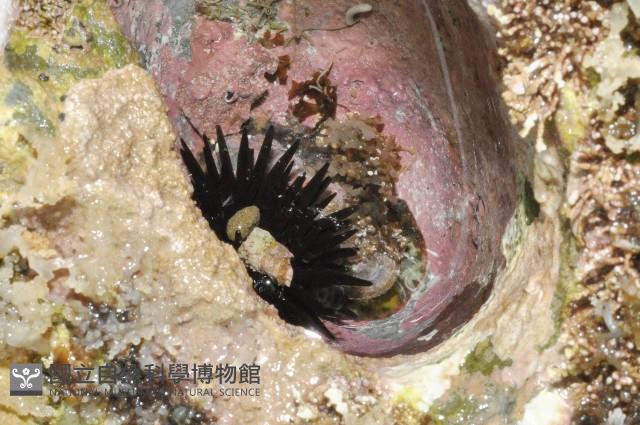 梅氏長海膽藏品圖，第2張