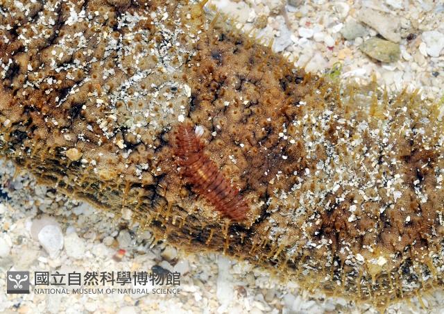 胃鱗蟲藏品圖，第2張