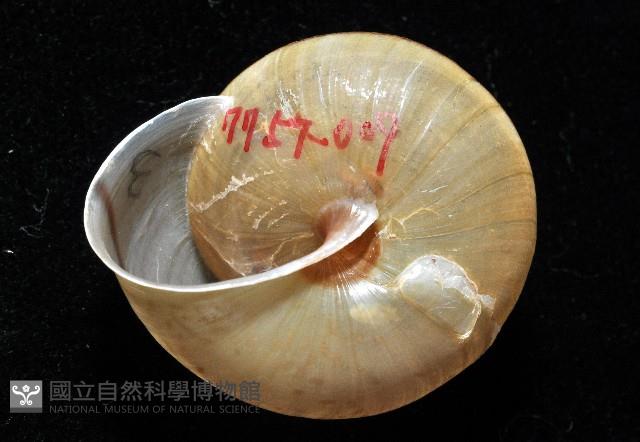 金崙栗蝸藏品圖，第2張