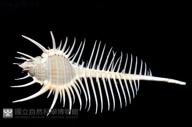 維納斯骨螺藏品圖，第2張