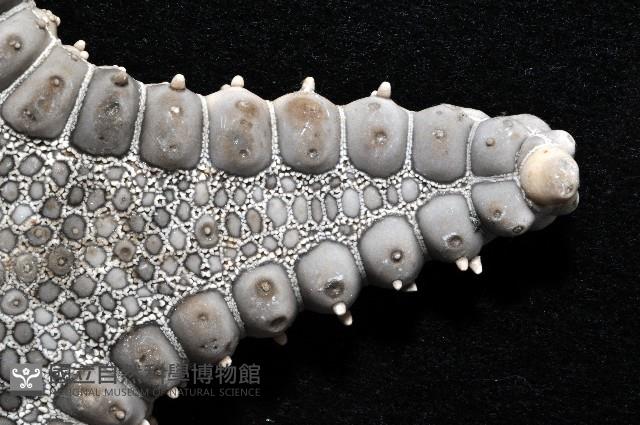 玉緣棘角海星(紫氏麗海星)藏品圖，第2張