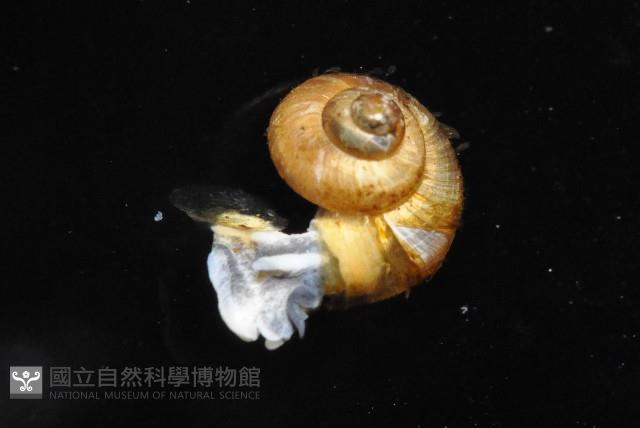 倍葉東洋蝸藏品圖，第2張
