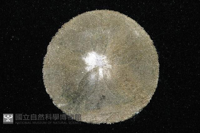 盾形網溝海膽藏品圖，第2張