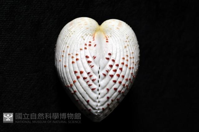 草莓鳥尾蛤藏品圖，第2張
