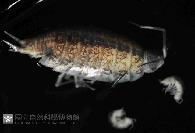 未知種等足類藏品圖，第2張