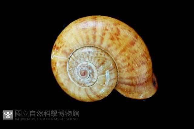 闊唇臺灣山蝸牛藏品圖，第2張