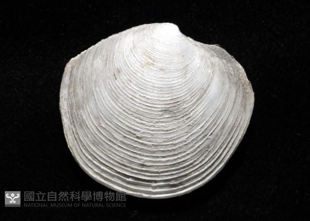環紋扁滿月蛤藏品圖，第2張