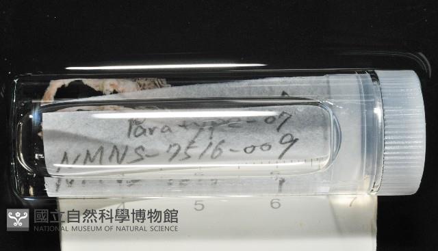 梧棲搓蟄蟲藏品圖，第2張