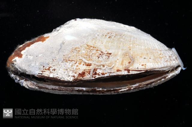 鬍魁蛤藏品圖，第2張
