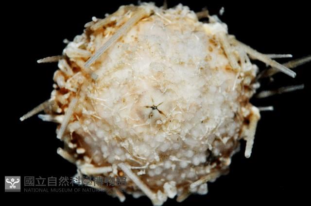 未知種深海皇冠海膽藏品圖，第2張