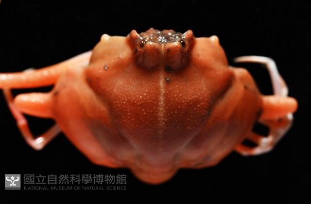 雙角轉輪蟹藏品圖，第2張