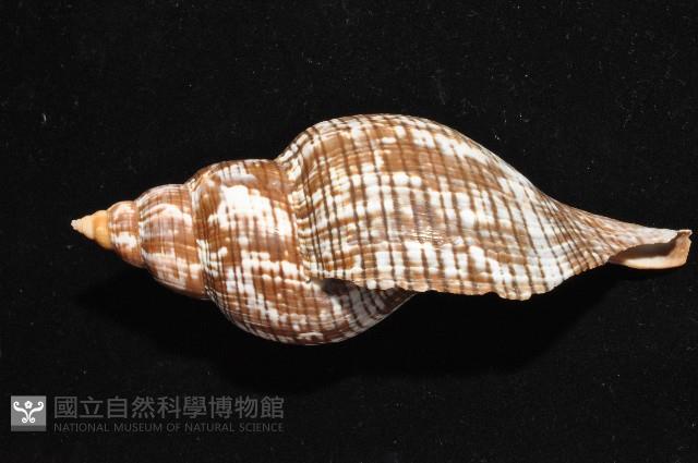 鬱金香旋螺藏品圖，第2張