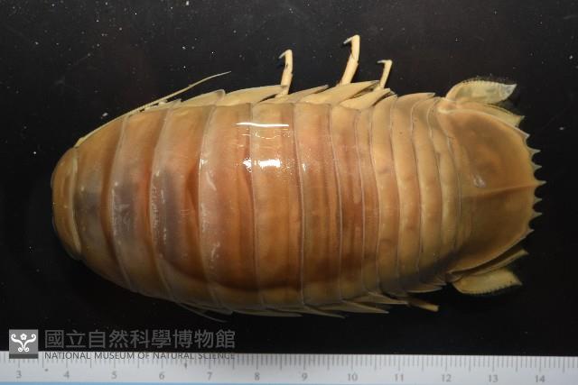 道氏深水虱藏品圖，第2張