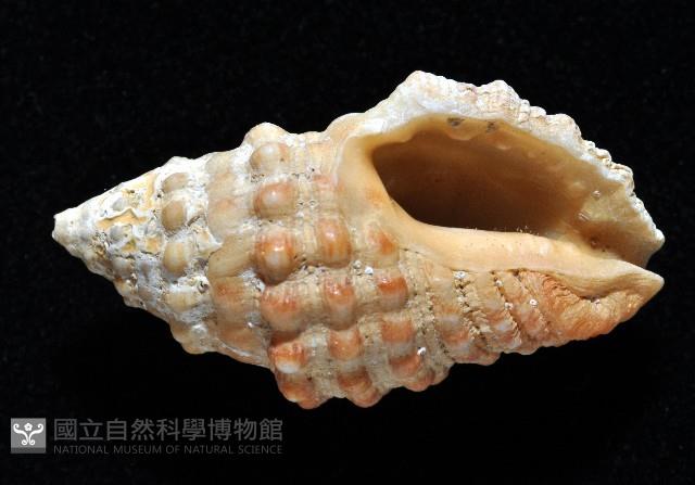 鏈結螺藏品圖，第2張