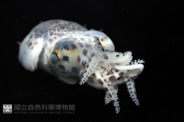 耳烏賊之一種藏品圖，第2張