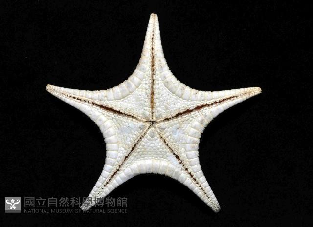 細(窄)花海星藏品圖，第2張