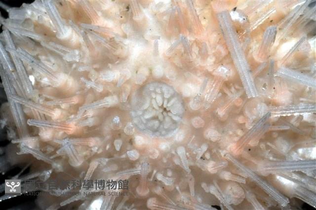 福氏鋸海膽藏品圖，第2張