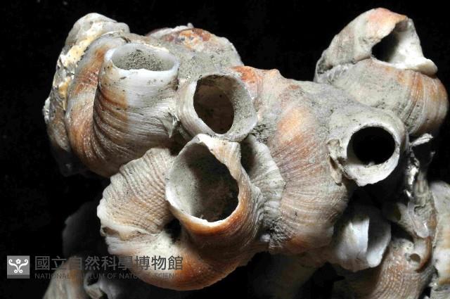 大蛇螺藏品圖，第2張
