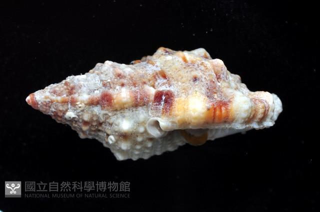果粒蛙螺藏品圖，第2張