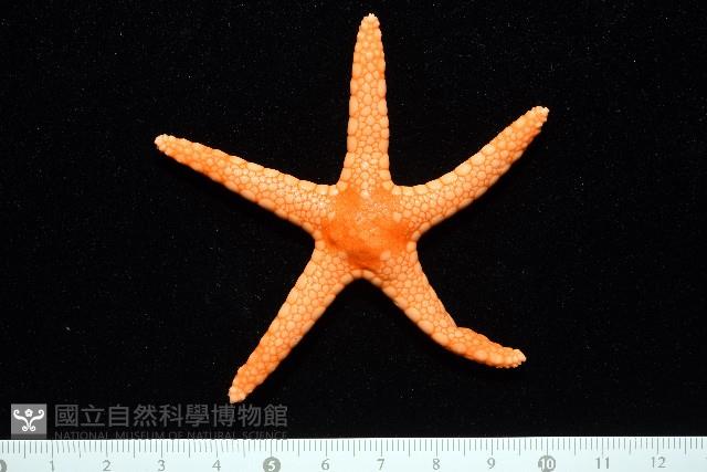單鏈蛇星(珠鏈單鰓海星)藏品圖，第2張