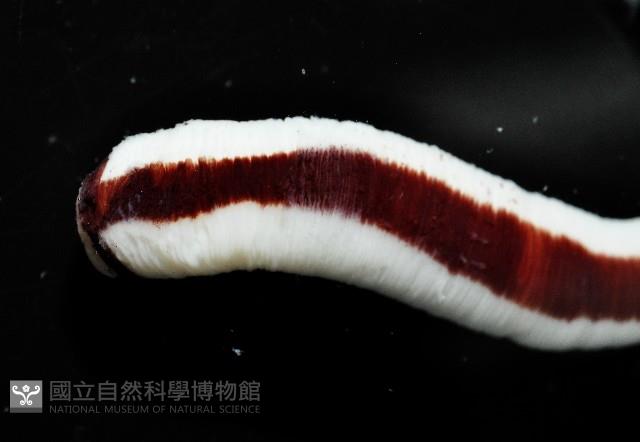曙光無溝紐蟲藏品圖，第2張