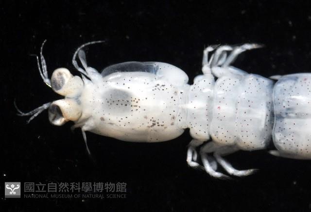 托瑪西尼幼嫩蝦蛄藏品圖，第2張