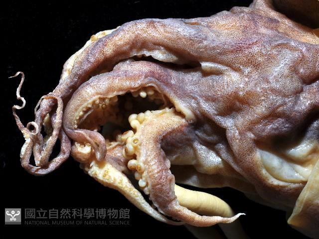 長腕烏賊藏品圖，第2張